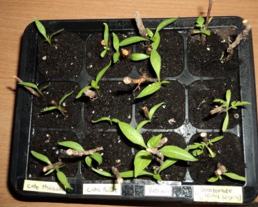 Kilas Balik Gagal Totalnya Proyek Berkebun