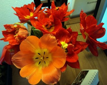 Mekarnya Tulip Merah Canti Bukan Main