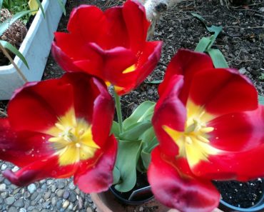 Tampak Bagian dalam beberapa Tulip, Terlihat Benang Sari dan Putik