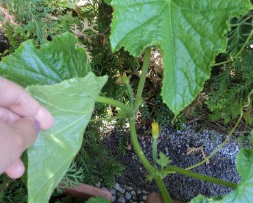 Horraayy Pohon Ketimunku Berbuah