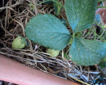 Strawberry di Jerman