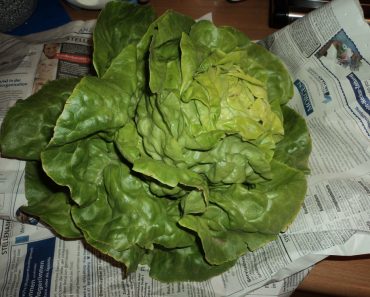 Dikasih Salad, baru petik dari kebunnya pasien suami