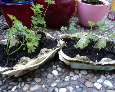 Wadah Bekas Sebagai Pot