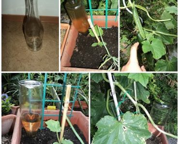 Pemanfaatan Botol Wine di Kebun