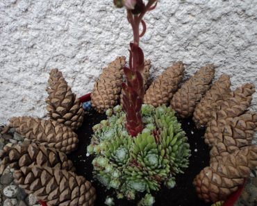 Murah Meriah Mendekorasi Bunga