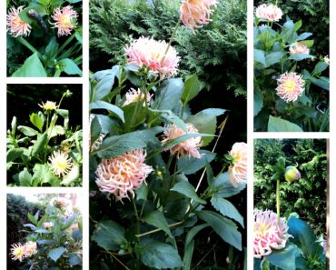 Bunga Dahlia Jenis Kaktus Park Princess