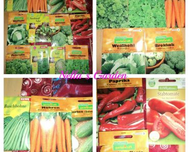 Update Kebun Sayuranku – Panen