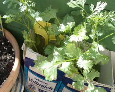 Tanaman Ketumbar Siap Panen