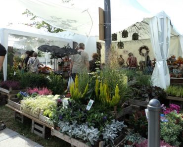 Tanaman-tanaman Hias yang membuat Lapar Mata