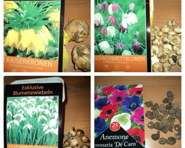 Menanam Bibit Bunga Musim Semi