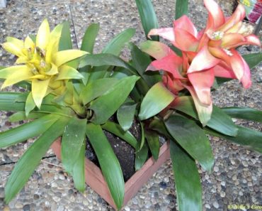 Memisahkan Bromelia Guzmania