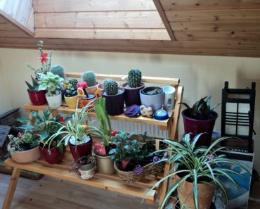 Berkebun di Musim Dingin