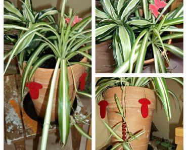 Berkebun di Musim Dingin (Bagian 2)