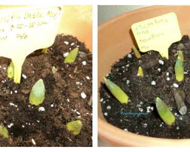 Bibit Tulip Tumbuh Pesat Setelah di pindahkan dari luar rumah yang suhunya minus