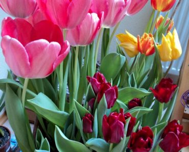 Kombinasi Tulip : Tulip Darwin Hybrid dan Tulip Triumph