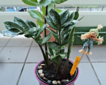 Heboh Tanaman Dolar Penyebab Leukemia yang Mematikan