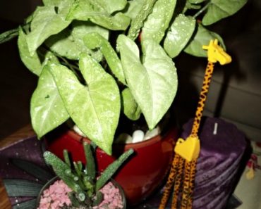 Jangan Biarkan Tanaman Hias Berdebu