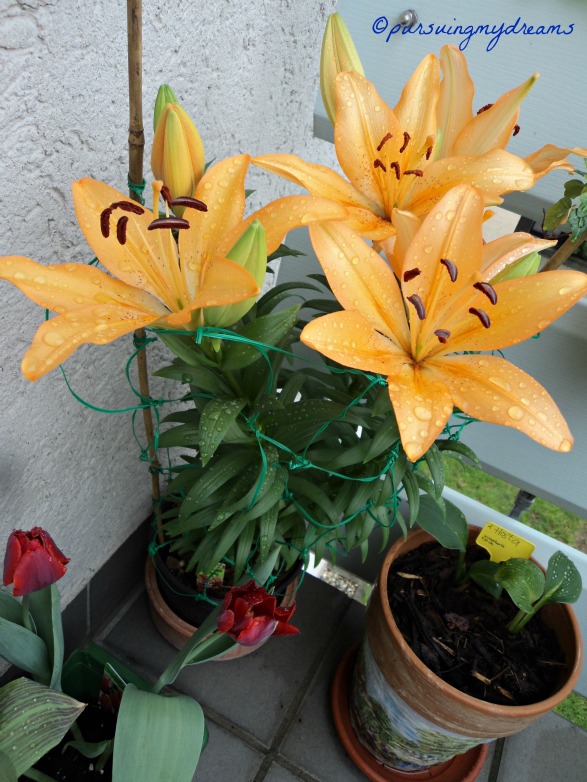 Update Bunga Musim Panas