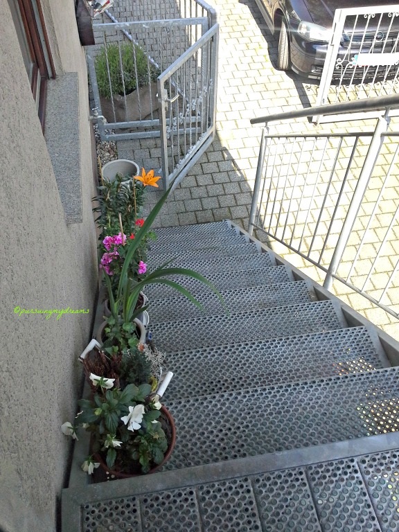 Sang Matahari yang didambakan