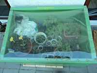 Frühbeet alias Cold frame alias Greenhouse Mini Di Buatin Suami tahun lalu