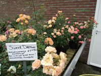 Taman Bunga Mawar di Lottum Belanda