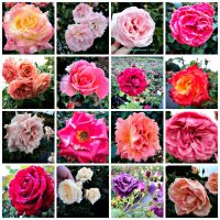 Tinta di Sendok Rahasia Hidup Bahagia