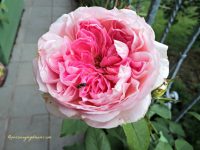 Bunga Mawar Koleksiku