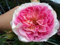 Bunga Mawarku Mekar Sempurna