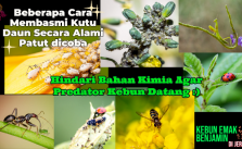 Beberapa Cara Membasmi Kutu Daun Secara Alami Patut dicoba