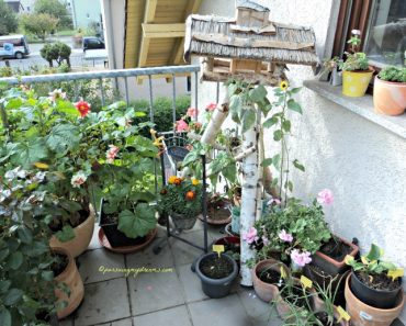 Kebunku di Musim Gugur