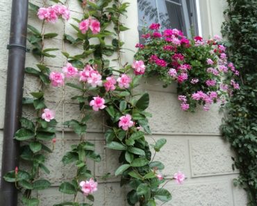 Mencari Inspirasi Berkebun