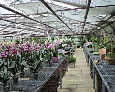 Du Bist so Suss adalah