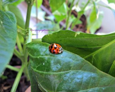 Kumbang Koksi Lady Bug Serangga Baik yang Lucu bentuknya
