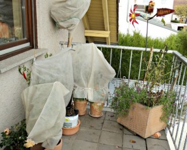 Update Kebunku di Musim Gugur (Bagian 2)