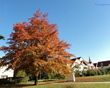 Autumn is the mellower season, and what we lose in flowers we more than gain in fruits