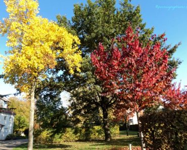 Warna dedaunan di musim gugur