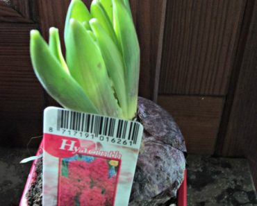 Kalau Hyacint ditanam di pot plastik begini, nyiramnya bukan dari atas, tapi direndam potnya dalam ember berisi air