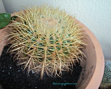 Stereoscopic crossview