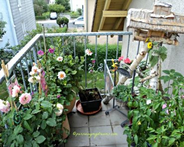 Salah satu Sudut tamanku di bulan September 2013