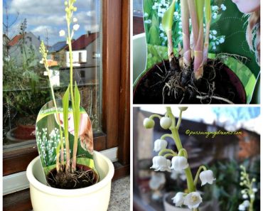 Semangat Musim Semi Update kebunku