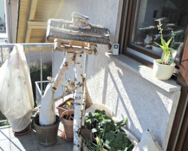 Musim Gugur Saatnya Memberi Makan Burung Liar