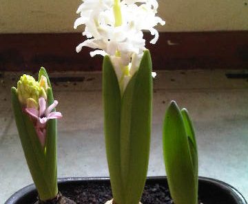 Bibit Bunga Hyacinth yang ditanam di Jakarta