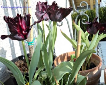 Uniknya Tulip Hitam Black Parrot Tulip Awalnya Bunga Hijau Berubah Hitam