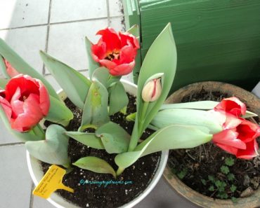 Semangat Musim Semi II (Update Kebunku)