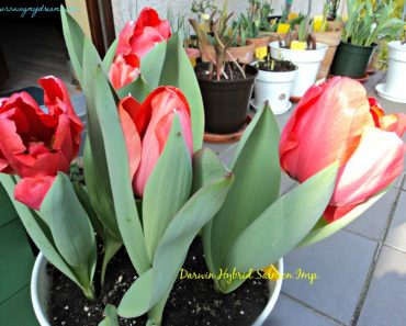 Si Cantik Tulip Darwin Hybrid Salmon Imp