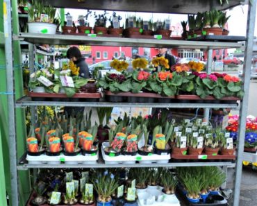 Tulisan Pertama di Awal Tahun – Lapak Bibit Bungaku