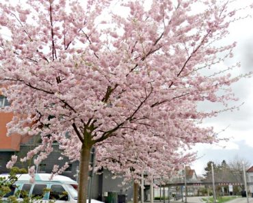 Musim Semi di Sekitarku (Bagian 2)