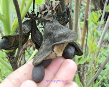 Lihat Biji Pohon Bunga Peony Ludlowii