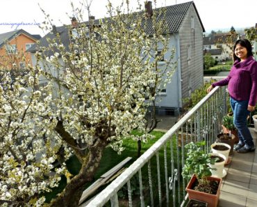 Indahnya Pohon Ceri ketika Berbunga