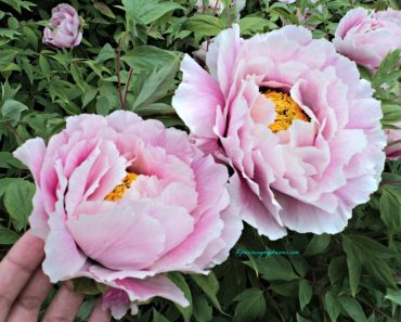 Bunga Peony yang Mempesona